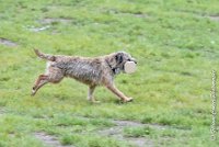 005 FLUFF -09092017-OBE 3606OBEISSANCE BIEVRES - CLASSE 1 : CC DE LA VALLEE DE LA BIEVRE, CLASSE 2, CONCOURS OBEISSANCE, FLUFF DES NEWZANTHYNES, Samedi 9 Septembrre 2017