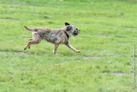 007 FLUFF -09092017-OBE 3609OBEISSANCE BIEVRES - CLASSE 1 : CC DE LA VALLEE DE LA BIEVRE, CLASSE 2, CONCOURS OBEISSANCE, FLUFF DES NEWZANTHYNES, Samedi 9 Septembrre 2017