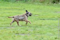 008 FLUFF -09092017-OBE 3610OBEISSANCE BIEVRES - CLASSE 1 : CC DE LA VALLEE DE LA BIEVRE, CLASSE 2, CONCOURS OBEISSANCE, FLUFF DES NEWZANTHYNES, Samedi 9 Septembrre 2017