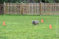 009 FLUFF -09092017-OBE 3611OBEISSANCE BIEVRES - CLASSE 1 : CC DE LA VALLEE DE LA BIEVRE, CLASSE 2, CONCOURS OBEISSANCE, FLUFF DES NEWZANTHYNES, Samedi 9 Septembrre 2017