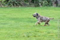 010 FLUFF -09092017-OBE 3613OBEISSANCE BIEVRES - CLASSE 1 : CC DE LA VALLEE DE LA BIEVRE, CLASSE 2, CONCOURS OBEISSANCE, FLUFF DES NEWZANTHYNES, Samedi 9 Septembrre 2017