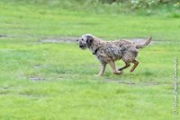 011 FLUFF -09092017-OBE 3615OBEISSANCE BIEVRES - CLASSE 1 : CC DE LA VALLEE DE LA BIEVRE, CLASSE 2, CONCOURS OBEISSANCE, FLUFF DES NEWZANTHYNES, Samedi 9 Septembrre 2017