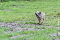 019 FLUFF -09092017-OBE 3630OBEISSANCE BIEVRES - CLASSE 1 : CC DE LA VALLEE DE LA BIEVRE, CLASSE 2, CONCOURS OBEISSANCE, FLUFF DES NEWZANTHYNES, Samedi 9 Septembrre 2017