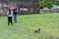 022 FLUFF -09092017-OBE 3635OBEISSANCE BIEVRES - CLASSE 1 : CC DE LA VALLEE DE LA BIEVRE, CLASSE 2, CONCOURS OBEISSANCE, FLUFF DES NEWZANTHYNES, Samedi 9 Septembrre 2017