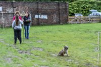 023 FLUFF -09092017-OBE 3636OBEISSANCE BIEVRES - CLASSE 1 : CC DE LA VALLEE DE LA BIEVRE, CLASSE 2, CONCOURS OBEISSANCE, FLUFF DES NEWZANTHYNES, Samedi 9 Septembrre 2017