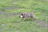 027 FLUFF -09092017-OBE 3641OBEISSANCE BIEVRES - CLASSE 1 : CC DE LA VALLEE DE LA BIEVRE, CLASSE 2, CONCOURS OBEISSANCE, FLUFF DES NEWZANTHYNES, Samedi 9 Septembrre 2017