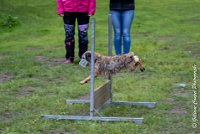 028 FLUFF -09092017-OBE 3642OBEISSANCE BIEVRES - CLASSE 1 : CC DE LA VALLEE DE LA BIEVRE, CLASSE 2, CONCOURS OBEISSANCE, FLUFF DES NEWZANTHYNES, Samedi 9 Septembrre 2017