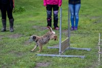 029 FLUFF -09092017-OBE 3643OBEISSANCE BIEVRES - CLASSE 1 : CC DE LA VALLEE DE LA BIEVRE, CLASSE 2, CONCOURS OBEISSANCE, FLUFF DES NEWZANTHYNES, Samedi 9 Septembrre 2017