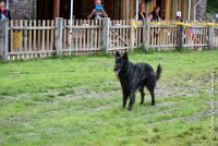 027 ICE BREAKER -OBE 5597 : 2017, CC DE LA VALLEE DE LA BIEVRE, CLASSE 3, CONCOURS OBEISSANCE, Dimanche 10 Septembre 2017, ICE BREAKER