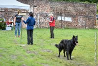 032 ICE BREAKER -OBE 5610 : 2017, CC DE LA VALLEE DE LA BIEVRE, CLASSE 3, CONCOURS OBEISSANCE, Dimanche 10 Septembre 2017, ICE BREAKER