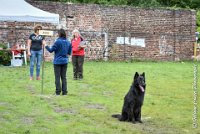 033 ICE BREAKER -OBE 5611 : 2017, CC DE LA VALLEE DE LA BIEVRE, CLASSE 3, CONCOURS OBEISSANCE, Dimanche 10 Septembre 2017, ICE BREAKER