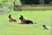 002 I ZEN -09092017-OBE 3380OBEISSANCE BIEVRES - CLASSE 1 : CC DE LA VALLEE DE LA BIEVRE, CLASSE 2, CONCOURS OBEISSANCE, I'ZEN DU CLOS D'IVAN, Samedi 9 Septembrre 2017