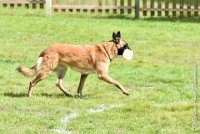 010 I ZEN -09092017-OBE 3444OBEISSANCE BIEVRES - CLASSE 1 : CC DE LA VALLEE DE LA BIEVRE, CLASSE 2, CONCOURS OBEISSANCE, I'ZEN DU CLOS D'IVAN, Samedi 9 Septembrre 2017