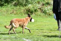 011 I ZEN -09092017-OBE 3446OBEISSANCE BIEVRES - CLASSE 1 : CC DE LA VALLEE DE LA BIEVRE, CLASSE 2, CONCOURS OBEISSANCE, I'ZEN DU CLOS D'IVAN, Samedi 9 Septembrre 2017