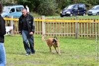 016 I ZEN -09092017-OBE 3464OBEISSANCE BIEVRES - CLASSE 1 : CC DE LA VALLEE DE LA BIEVRE, CLASSE 2, CONCOURS OBEISSANCE, I'ZEN DU CLOS D'IVAN, Samedi 9 Septembrre 2017