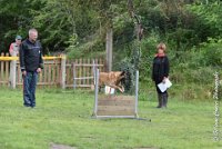 029 I ZEN -09092017-OBE 3484OBEISSANCE BIEVRES - CLASSE 1 : CC DE LA VALLEE DE LA BIEVRE, CLASSE 2, CONCOURS OBEISSANCE, I'ZEN DU CLOS D'IVAN, Samedi 9 Septembrre 2017