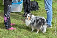 007 JACADI -09092017-OBE 2739OBEISSANCE BIEVRES - CLASSE 1 : 2017, CC DE LA VALLEE DE LA BIEVRE, CLASSE 1, CONCOURS OBEISSANCE, JACADI HELLO LYLA DES DIABLOTINS DE NOOCH