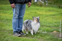 012 JACADI -09092017-OBE 2747OBEISSANCE BIEVRES - CLASSE 1 : 2017, CC DE LA VALLEE DE LA BIEVRE, CLASSE 1, CONCOURS OBEISSANCE, JACADI HELLO LYLA DES DIABLOTINS DE NOOCH