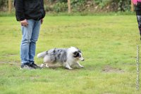 015 JACADI -09092017-OBE 2754OBEISSANCE BIEVRES - CLASSE 1 : 2017, CC DE LA VALLEE DE LA BIEVRE, CLASSE 1, CONCOURS OBEISSANCE, JACADI HELLO LYLA DES DIABLOTINS DE NOOCH