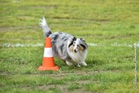 017 JACADI -09092017-OBE 2757OBEISSANCE BIEVRES - CLASSE 1 : 2017, CC DE LA VALLEE DE LA BIEVRE, CLASSE 1, CONCOURS OBEISSANCE, JACADI HELLO LYLA DES DIABLOTINS DE NOOCH