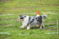 020 JACADI -09092017-OBE 2760OBEISSANCE BIEVRES - CLASSE 1 : 2017, CC DE LA VALLEE DE LA BIEVRE, CLASSE 1, CONCOURS OBEISSANCE, JACADI HELLO LYLA DES DIABLOTINS DE NOOCH