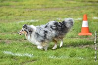 021 JACADI -09092017-OBE 2761OBEISSANCE BIEVRES - CLASSE 1 : 2017, CC DE LA VALLEE DE LA BIEVRE, CLASSE 1, CONCOURS OBEISSANCE, JACADI HELLO LYLA DES DIABLOTINS DE NOOCH