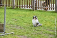 038 JACADI -09092017-OBE 2800OBEISSANCE BIEVRES - CLASSE 1 : 2017, CC DE LA VALLEE DE LA BIEVRE, CLASSE 1, CONCOURS OBEISSANCE, JACADI HELLO LYLA DES DIABLOTINS DE NOOCH