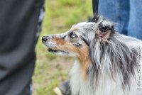 048 JACADI -09092017-OBE 2815OBEISSANCE BIEVRES - CLASSE 1 : 2017, CC DE LA VALLEE DE LA BIEVRE, CLASSE 1, CONCOURS OBEISSANCE, JACADI HELLO LYLA DES DIABLOTINS DE NOOCH