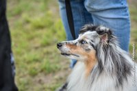 049 JACADI -09092017-OBE 2816OBEISSANCE BIEVRES - CLASSE 1 : 2017, CC DE LA VALLEE DE LA BIEVRE, CLASSE 1, CONCOURS OBEISSANCE, JACADI HELLO LYLA DES DIABLOTINS DE NOOCH